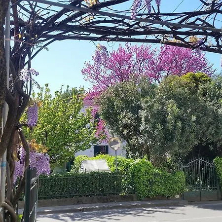 Stipino