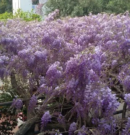 Stipino Лукка